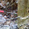 Ruční řetězová pila Nordic Pocket na řezání stromů